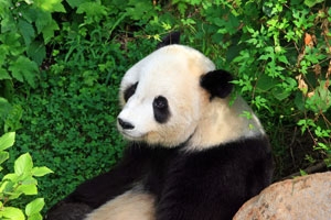 Hongshan Forest Zoo