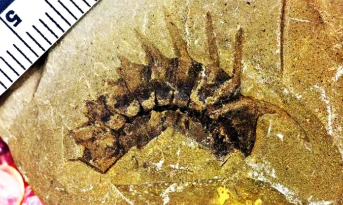 The Nanjinger - I’m Half a Billion Years Old and Nanjing Scientists Found Me!