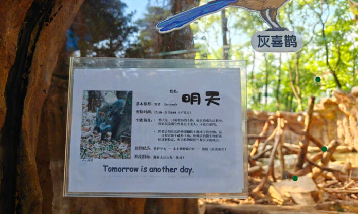 The Nanjinger - First Zoo in China to Abolish Animal Performances Hires Pigs
