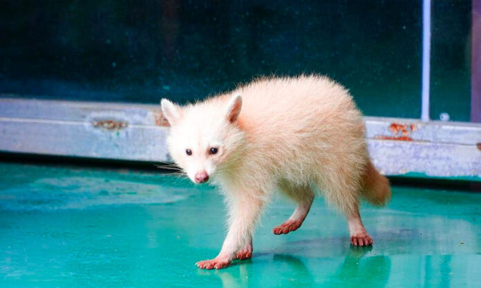 The Nanjinger - Albino Racoon! Xuzhou Zookeepers Seek Mate for Extremely Rare Species