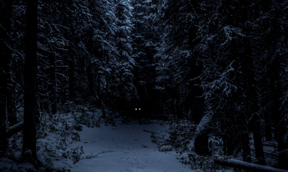 Through the Eyes of Dogs; Humans in Our Realm