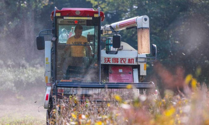 The Nanjinger - Mechanised Harvesters Help Release Bumper Soybean Harvest in Zhenjiang