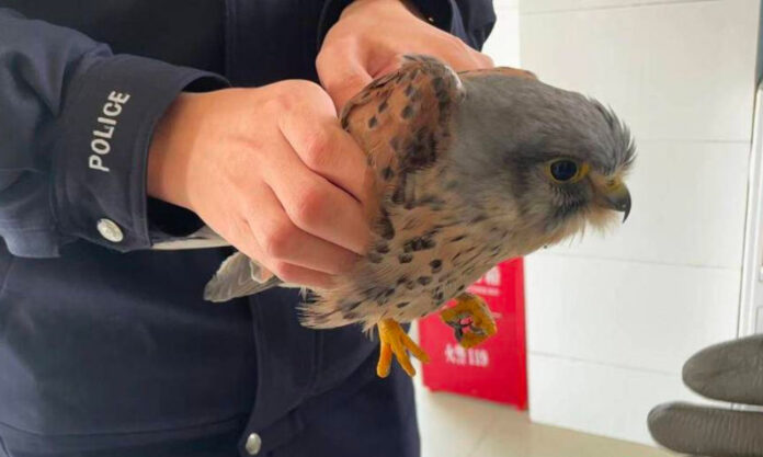 The Nanjinger - Bird Finds God; Hangs out at Temple in Zhenjiang