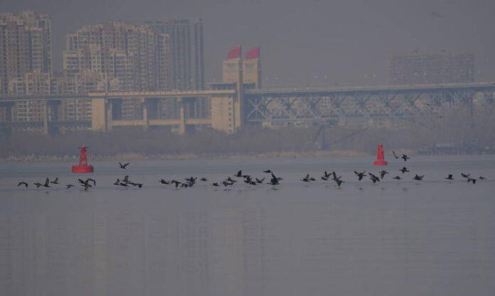 The Nanjinger - Huge Gathering of Silver Carp in Nanjing Evidence of Fishing Ban Effectiveness
