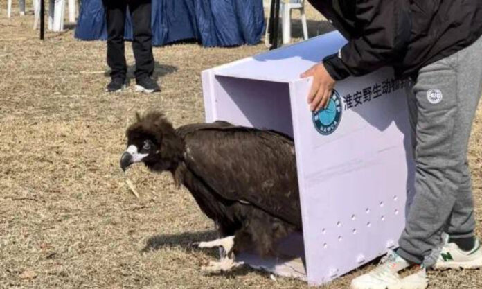 The Nanjinger - Vulture Returns to Huai’an; GPS Implant Tracks Mysterious Migration Path