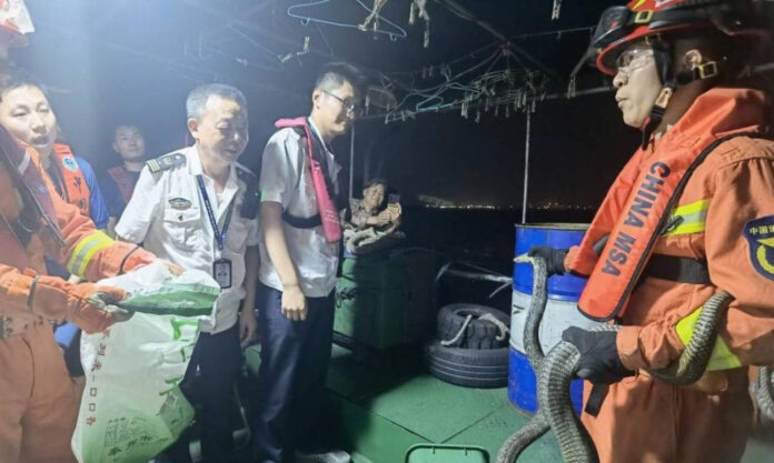 The Nanjinger - Who’s the Stowaway on the Ship in Zhenjiang? A 2 Metre Long Snake!