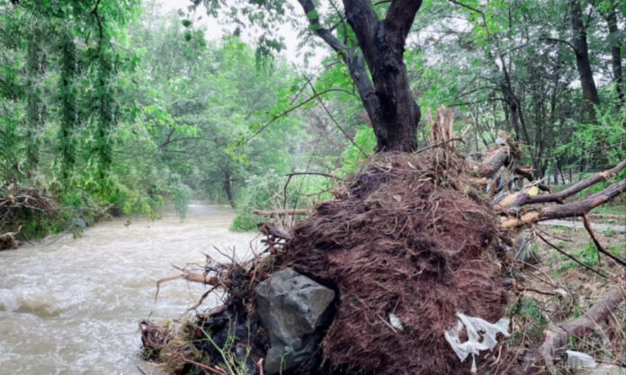 The Nanjinger - Citizens Aghast as “Strong Tree” Popular in Changzhou for Decades Washed Away