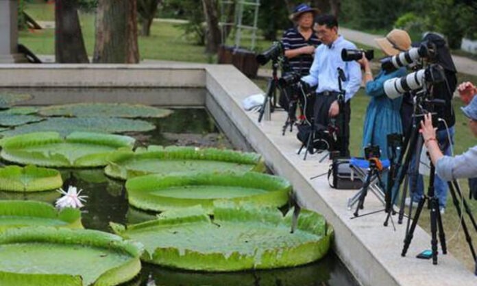 The Nanjinger - People Rush from All Around to see Giant Waterlily Victoria Amazonica Blooming in Nanjing