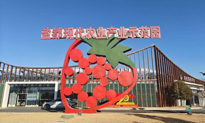 The Nanjinger - “Strawberry Olympics” on in Yancheng, Producer of ¥1 Billion Worth of Yum Annually!