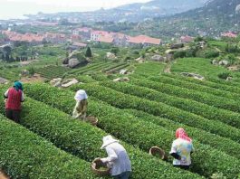 Qingdao Tea