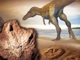 The Nanjinger - T Rex Fossil Discovery Underscores Celebrating Museum in Nanjing