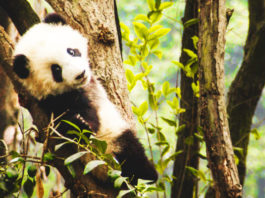 The Nanjinger - New Home for 10 Pandas in Nanjing Close to Opening