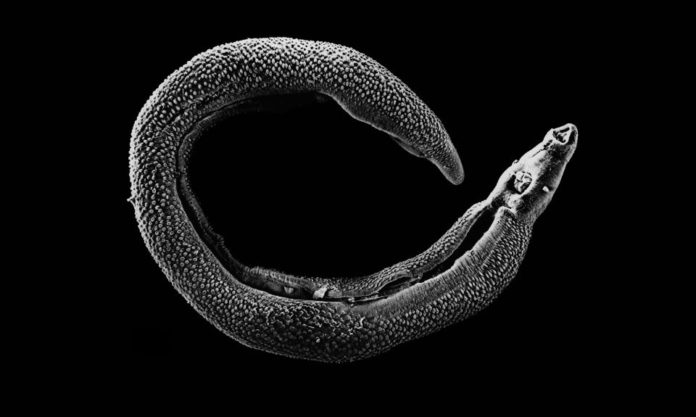 The Nanjinger - Schistosomiasis Alert; Nanjing Warns Citizens be on Flood Guard