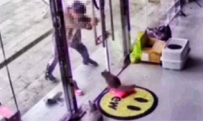 The Nanjinger - Abusive Nanjing Boy Apology to Pet Shop Owner for Torturing Cat