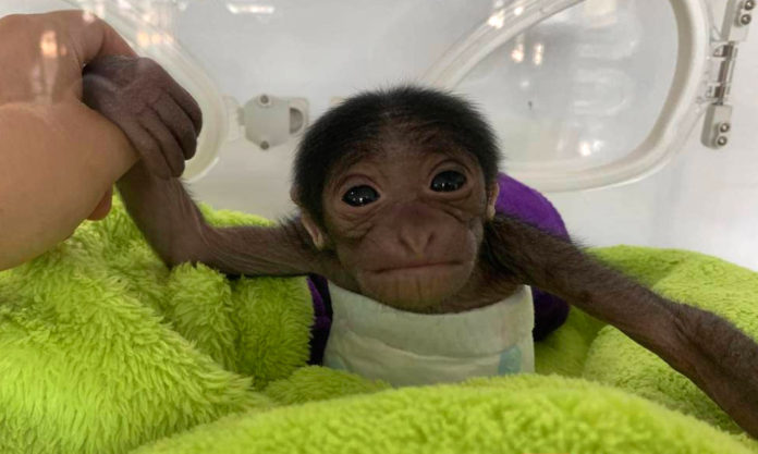 The Nanjinger - China’s First Cesarean Section Gibbon Birth in Nanjing