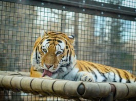 The Nanjinger - Two Zoo Keepers Dead After Attack by Three Tigers