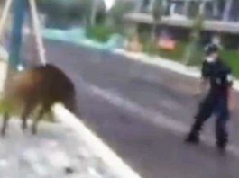 The Nanjinger - Wild Boar Terrorises Neighbourhood in Nanjing’s Gulou District