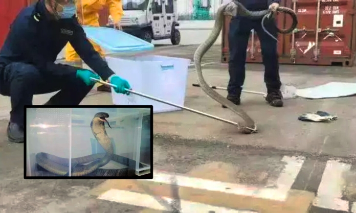 The Nanjinger - King Cobra Seized by Nanjing Customs, but it Put up a Fight!