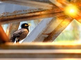 The Nanjinger - Flight of the Starling; Pure Reaction to the Situation at Hand