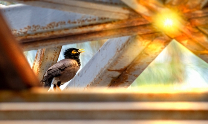 The Nanjinger - Flight of the Starling; Pure Reaction to the Situation at Hand The Nanjinger - Flight of the Starling; Pure Reaction to the Situation at Hand