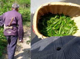 The Nanjinger - Thousand Island Picking; “Not Worth Waking the Tea Master”