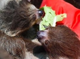 The Nanjinger - Stuck for Stuff to Do this Summer? Don’t be Lazy; Be a Sloth