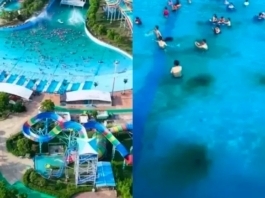 The Nanjinger - Summer Water Park Scandal; Algae and Frogs Proliferation