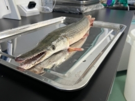 The Nanjinger - No Natural Predators! Lake Drained to Catch Alligator Eel
