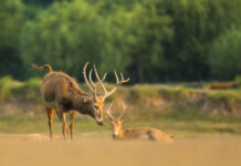 The Nanjinger - Yancheng; Jiangsu’s Biggest Boasts of Weddings, Tulips & Deer
