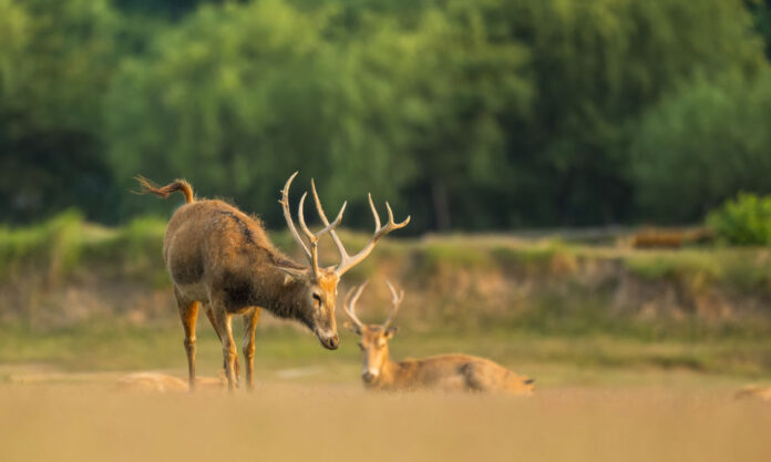 The Nanjinger - Yancheng; Jiangsu’s Biggest Boasts of Weddings, Tulips & Deer The Nanjinger - Yancheng; Jiangsu’s Biggest Boasts of Weddings, Tulips & Deer