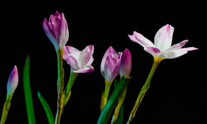 The Nanjinger - Stunning Timelapse Photography Shows Yangzhou Flowers Blooming at Nigh