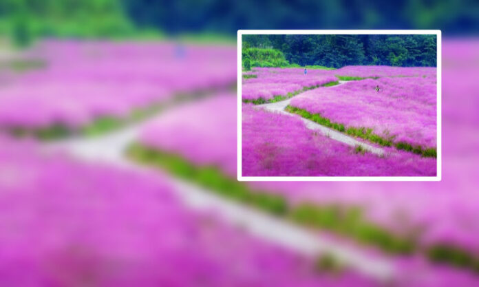 The Nanjinger - Pink Grass Blooms along Nanjing’s Binjiang Shoreline!