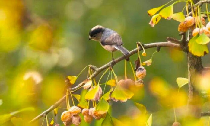 The Nanjinger - Biodiversity Survey Finds 39 Rare & Protected Species in Zhangjiagang