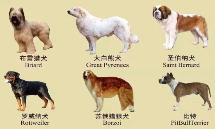 The Nanjinger - Nanjing Moves to Ban 30 Types of Dogs after Sichuan Rottweiler Bite Incident