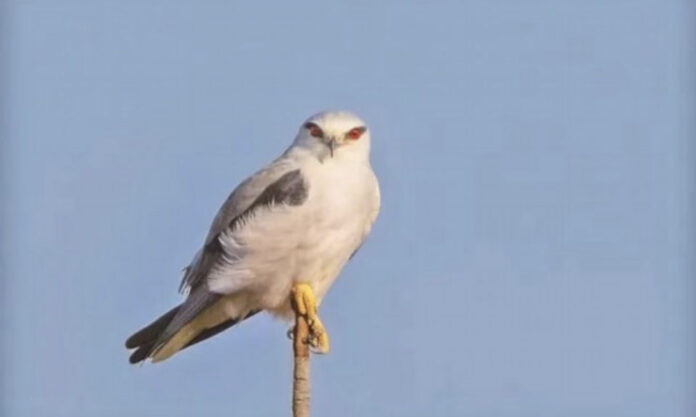 The Nanjinger - Bird with Blood Red Eyes Shows up on Wetland in Taizhou