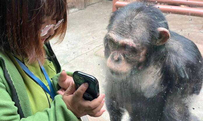 The Nanjinger - Where Chimpanzees & TikTok Meet; Nanjing Zhongshan Forest Zoo!