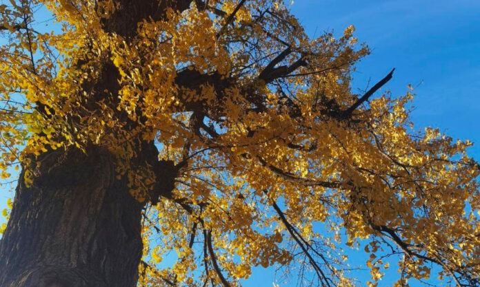 The Nanjinger - 1,000 Year Old Ginkgo Trees in Changzhou Shine with Annual Beauty