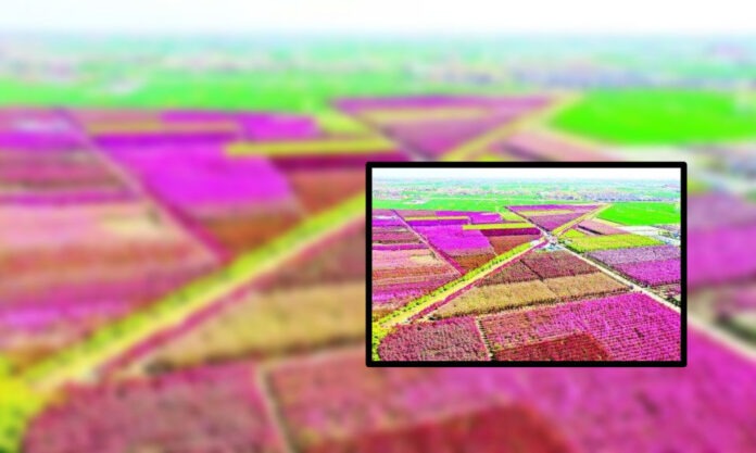 The Nanjinger - Suqian Implements 10 Year Plan to Double Farmers’ Income