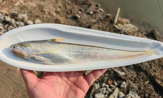 The Nanjinger - Artificial Breeding of Swordfish a Success in Wuxi