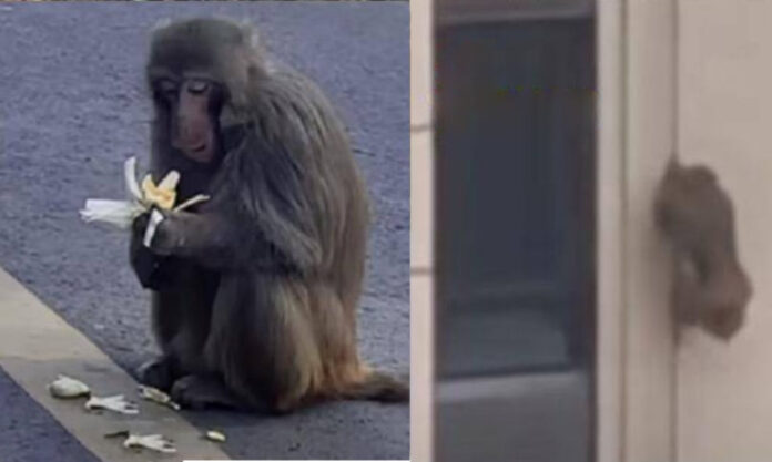 The Nanjinger - Monkey Troop Scales Drainpipes to 33rd Floor in Suzhou