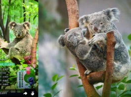 The Nanjinger - Nanjing Zoo Live Streams Koalas Acting Cute in Family Reunions