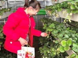 The Nanjinger - 3D Strawberry Planting Gives Financial Boost for Farmers in Xuzhou