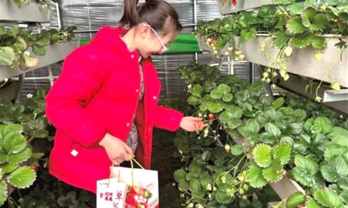 The Nanjinger - 3D Strawberry Planting Gives Financial Boost for Farmers in Xuzhou
