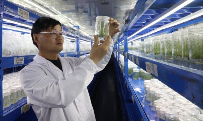 The Nanjinger - Blueberry Bumper Harvest Empowered by 5G in Lianyungang