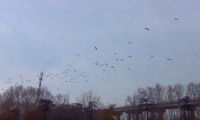 The Nanjinger - Hundreds of Herons Visit Nanjing Yangtze River Bridge; as many as Tourists!