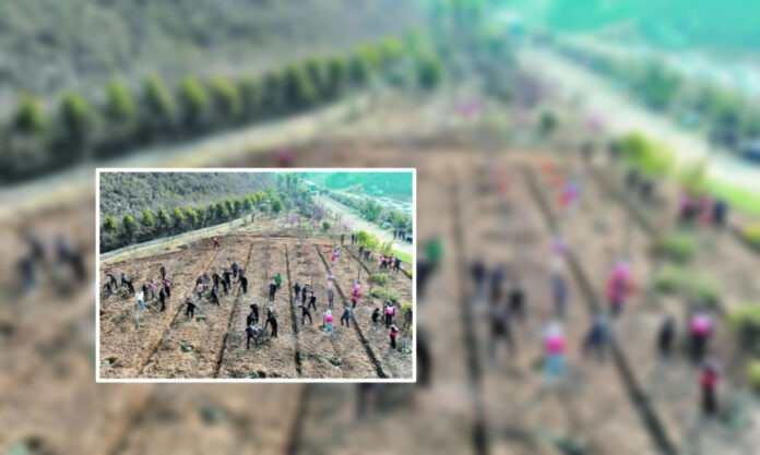 The Nanjinger - Voluntary Tree Planting brings Nanjing’s Green Space to 16.2 SQM per Capita