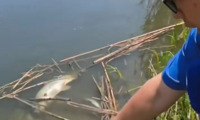 The Nanjinger - Dead Fish & Shrimp abound as River in Nanjing Suddenly & Mysteriously Polluted