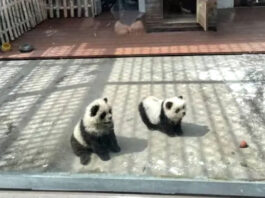 The Nanjinger - Scandal Erupts as Dogs Dyed to Look Like Pandas in Taizhou Zoo