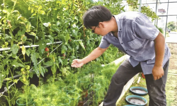 The Nanjinger - Asparagus Supermale Cultivated in Nantong; 1st in China