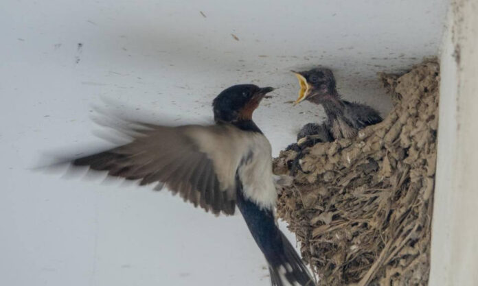 The Nanjinger - Bird Couple Built Nest for Babies in Zhenjiang for 8 Consecutive Years